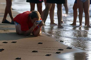 Turtle Nesting and Releasing North Cyprus